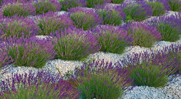 A Trip To South Carolina’s Neverending Lavender Field Will Make Your Spring Complete