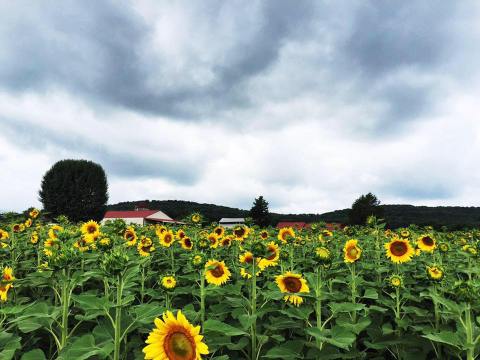 Most People Don't Know About This Magical Sunflower Field Hiding In Tennessee