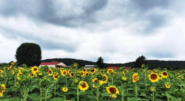 Most People Don’t Know About This Magical Sunflower Field Hiding In Tennessee
