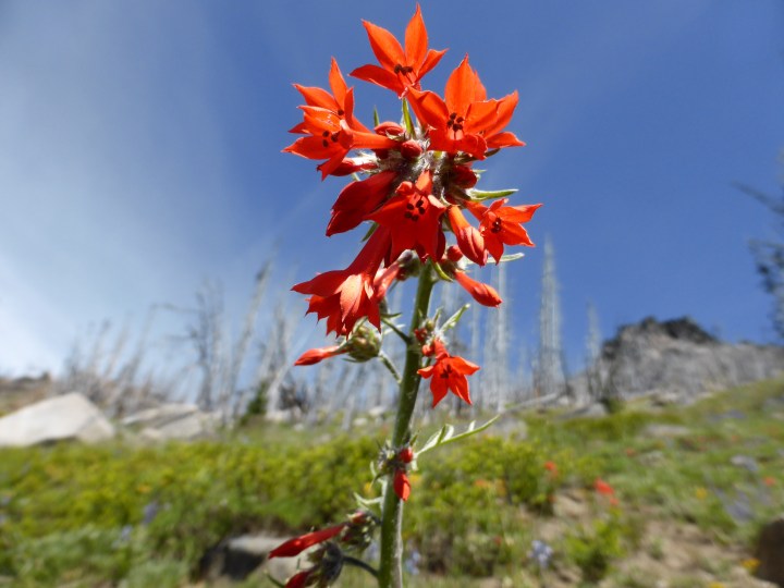 Idaho's Best Wildflower Trails: a Road Trip