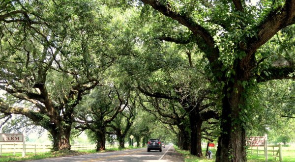 The 7 Best Backroads In Louisiana For A Long Scenic Drive
