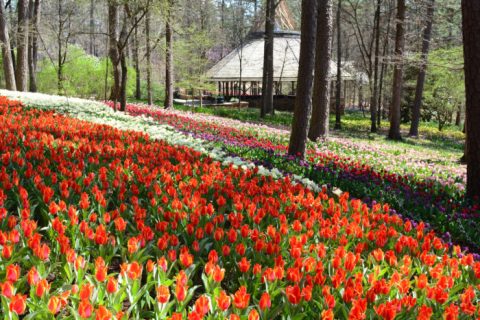 A Trip To Arkansas's Neverending Tulip Field Will Make Your Spring Complete