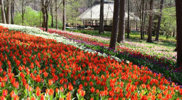A Trip To Arkansas’s Neverending Tulip Field Will Make Your Spring Complete