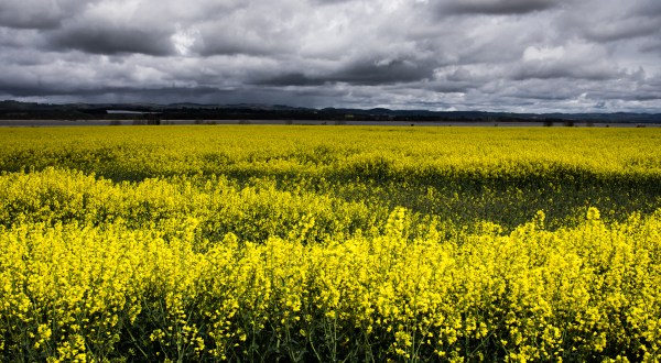 A Trip To Idaho’s Neverending Canola Fields Will Make Your Spring Complete