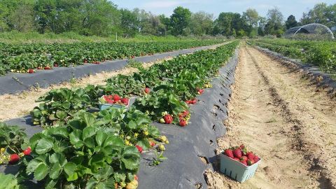 The Picture Perfect Arkansas Berry Farm You'll Fall In Love With