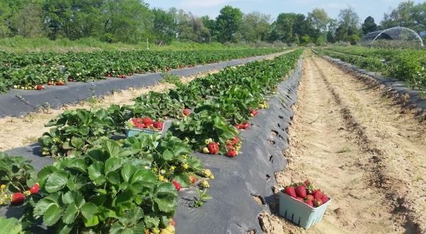 The Picture Perfect Arkansas Berry Farm You’ll Fall In Love With