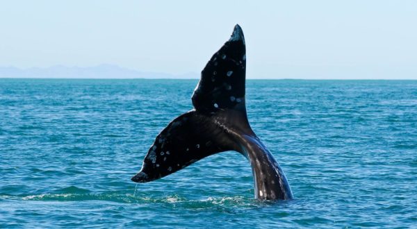 7 Whale Watching Adventures You Can Only Have in Alaska