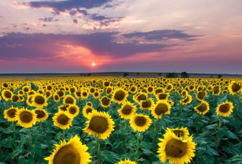Most People Don't Know About This Magical Sunflower Field Hiding In Colorado