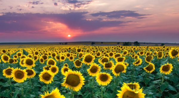 Most People Don’t Know About This Magical Sunflower Field Hiding In Colorado