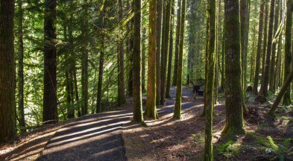 This Extraordinary Forest Hike In Oregon Is One Of A Kind