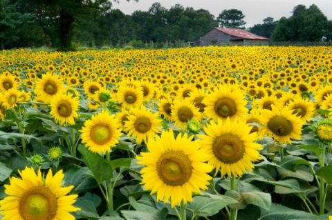 Most People Don't Know About This Magical Sunflower Field Hiding In Georgia