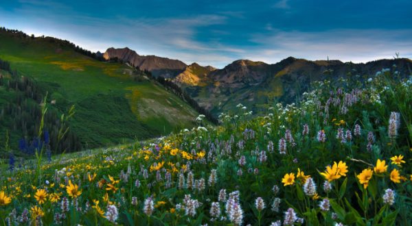 It’s Impossible Not To Love This Breathtaking Wild Flower Trail In Utah
