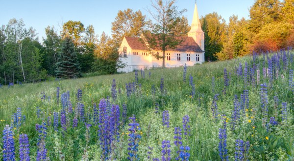 Don’t Miss This Breathtaking Lupine Festival In New Hampshire