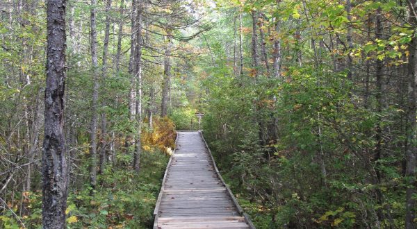Most People Don’t Know There’s A Forest Hiding In This Maine City And It’s Incredible