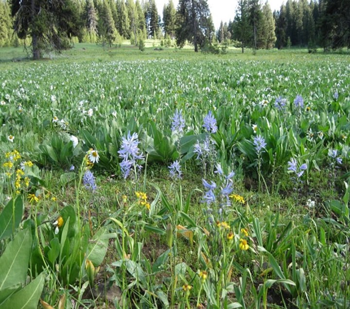 Idaho's Best Wildflower Trails: a Road Trip