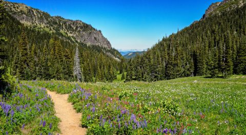 It's Impossible Not To Love This Breathtaking Wild Flower Trail In Washington
