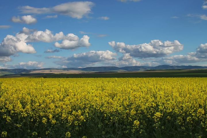 Idaho's colorful Canola fields