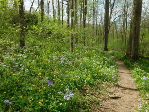It's Impossible Not To Love This Breathtaking Wild Flower Trail In Illinois