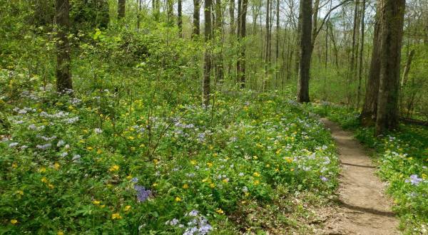It’s Impossible Not To Love This Breathtaking Wild Flower Trail In Illinois