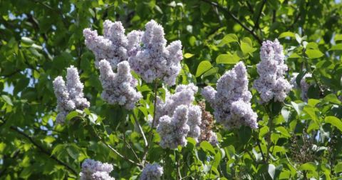 There's No Better Place Than This Huge Lilac Garden Hiding In Massachusetts