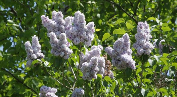 There’s No Better Place Than This Huge Lilac Garden Hiding In Massachusetts