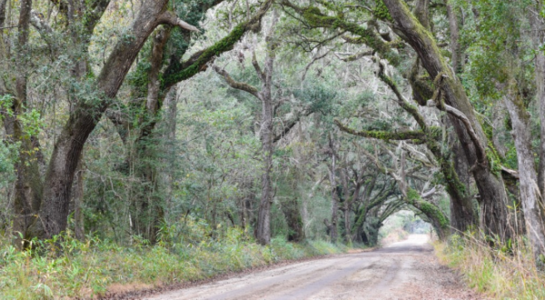 The 7 Best Backroads In South Carolina For A Long Scenic Drive