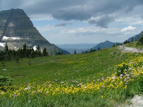 It's Impossible Not To Love This Breathtaking Wild Flower Trail In Montana
