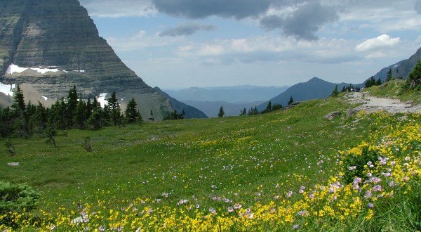 It’s Impossible Not To Love This Breathtaking Wild Flower Trail In Montana