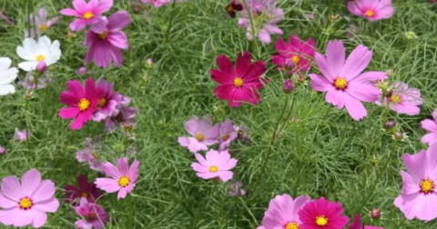 A Trip To New Orleans' Neverending Wildflower Field Will Make Your Spring Complete