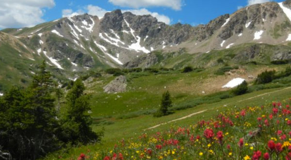 It’s Impossible Not To Love This Breathtaking Wild Flower Trail Near Denver