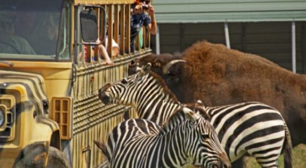 You’ll Never Forget A Visit To This One Of A Kind Exotic Animal Ranch In Virginia