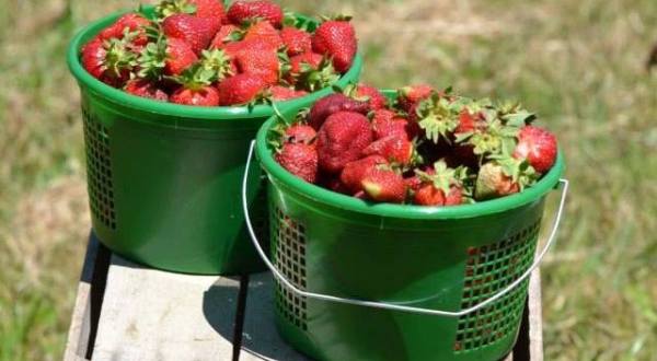 4 Reasons Strawberry Season Is The Absolute Best In North Carolina