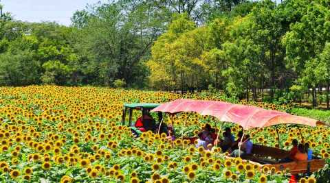 Most People Don't Know About This Magical Sunflower Field Hiding In Nebraska