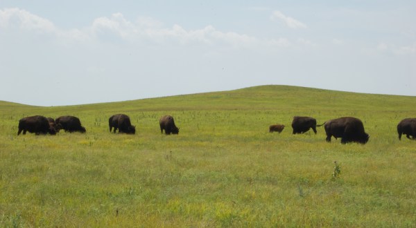 This Charming Restaurant In The Heart Of Bison Country Is A Kansas Dream