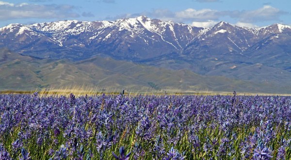 It’s Impossible Not To Love These Breathtaking Wild Flower Trails In Idaho