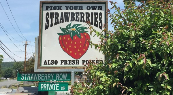 You’ll Find The Most Mouthwatering Strawberries At These 7 Pick-Your-Own Farms In New Hampshire