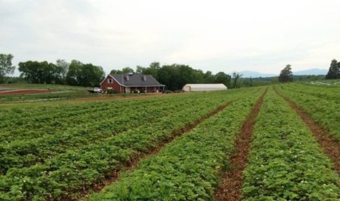A Trip To This Strawberry Farm In Virginia Is The Perfect Way To Spend Your Day