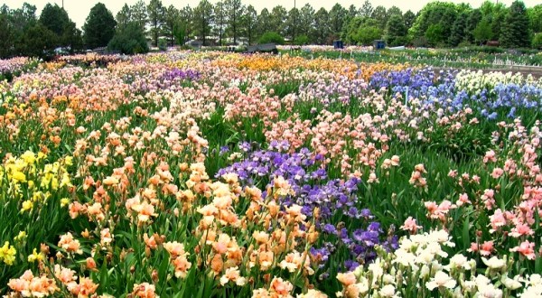 A Trip To Nebraska’s Neverending Iris Field Will Make Your Spring Complete