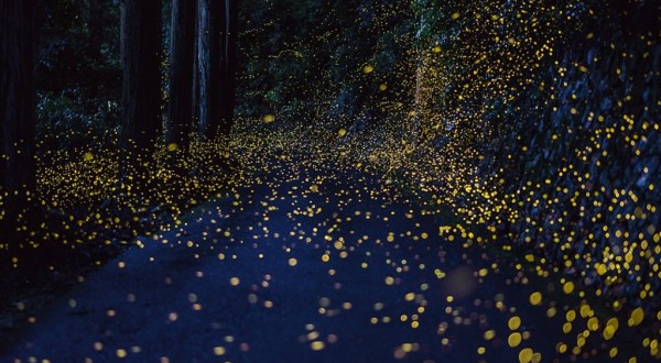 The Virginia Firefly Festival That’ll Enchant You In The Best Way Possible