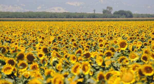 Most People Don’t Know About This Magical Sunflower Field Hiding Near San Francisco