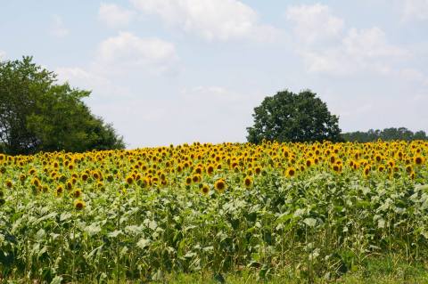 There's A Magical Sunflower Field Tucked Away In Beautiful North Carolina