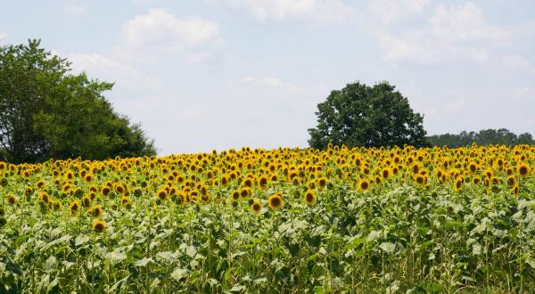 There’s A Magical Sunflower Field Tucked Away In Beautiful North Carolina