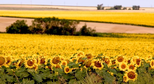 Most People Don’t Know About These Magical Sunflower Fields Hiding In South Dakota