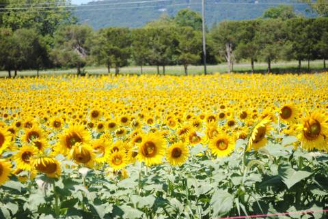 There's A Magical Sunflower Field Tucked Away In Beautiful Virginia