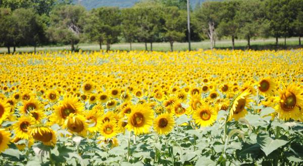There’s A Magical Sunflower Field Tucked Away In Beautiful Virginia