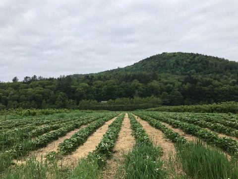15 Sweet Spots To Pick Your Own Strawberries In Vermont This Summer