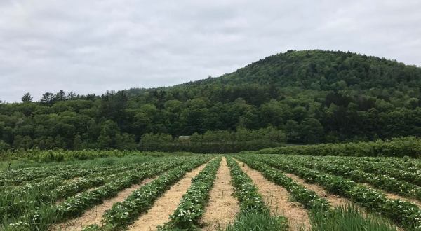 15 Sweet Spots To Pick Your Own Strawberries In Vermont This Summer