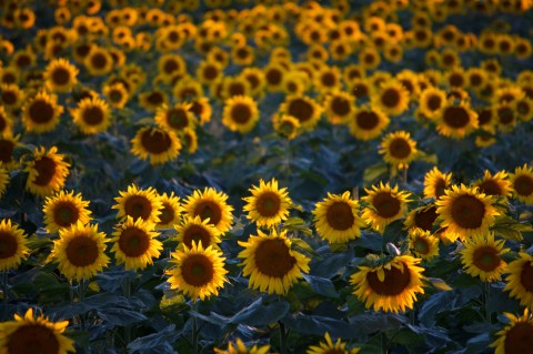 This Magnificent Sunflower Field In Wisconsin Has An Unexpectedly Beautiful Story