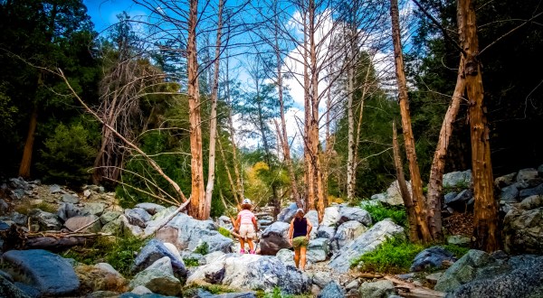 The Shady Forest Hike In Southern California Where You Can Cool Off On A Hot Summer Day