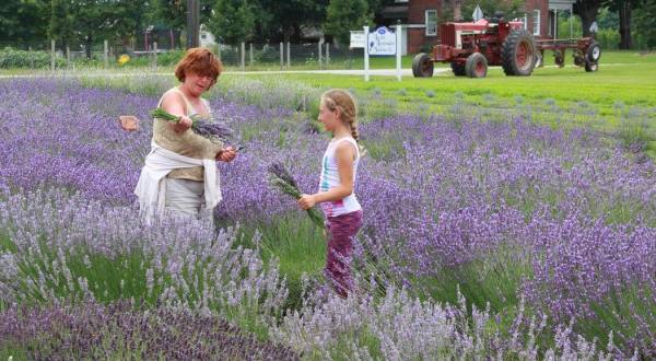 The Beautiful Lavender Farm Hiding In Plain Sight Near Cleveland That You Need To Visit